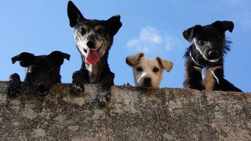 Association canine guadeloupe 2