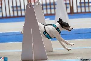 Flyball